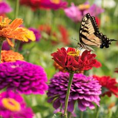 Lovely shades of colors in this image of a field of Zinnias with a Swallowtail butterfly on a flower