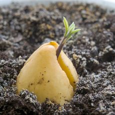 A seedling emerging from an avocado pit