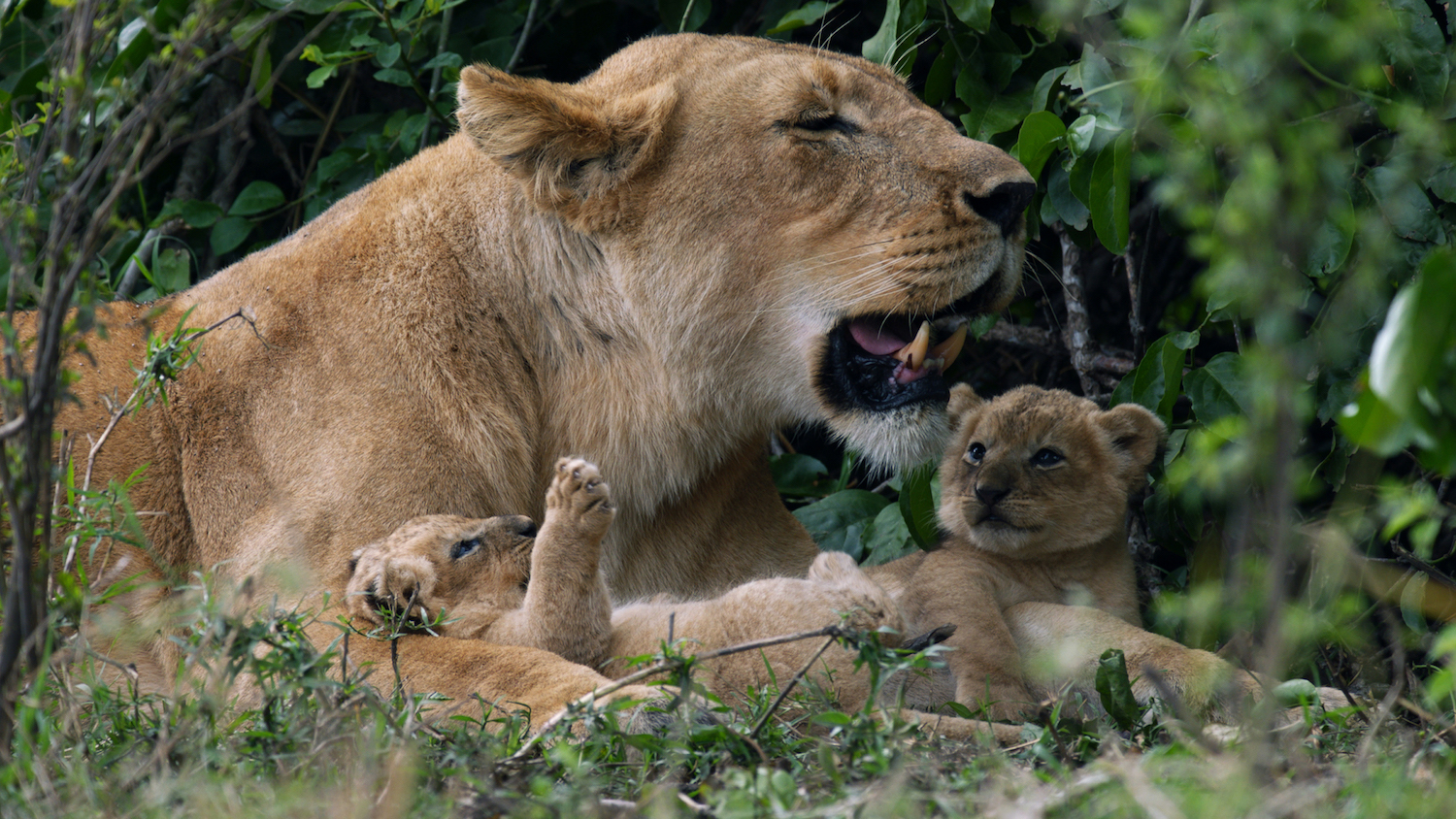 In Photos: The Lions of Kenya's Masai Mara | Live Science