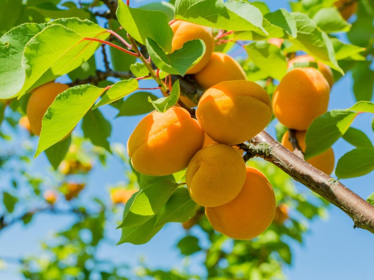 Apricot Fruit Tree