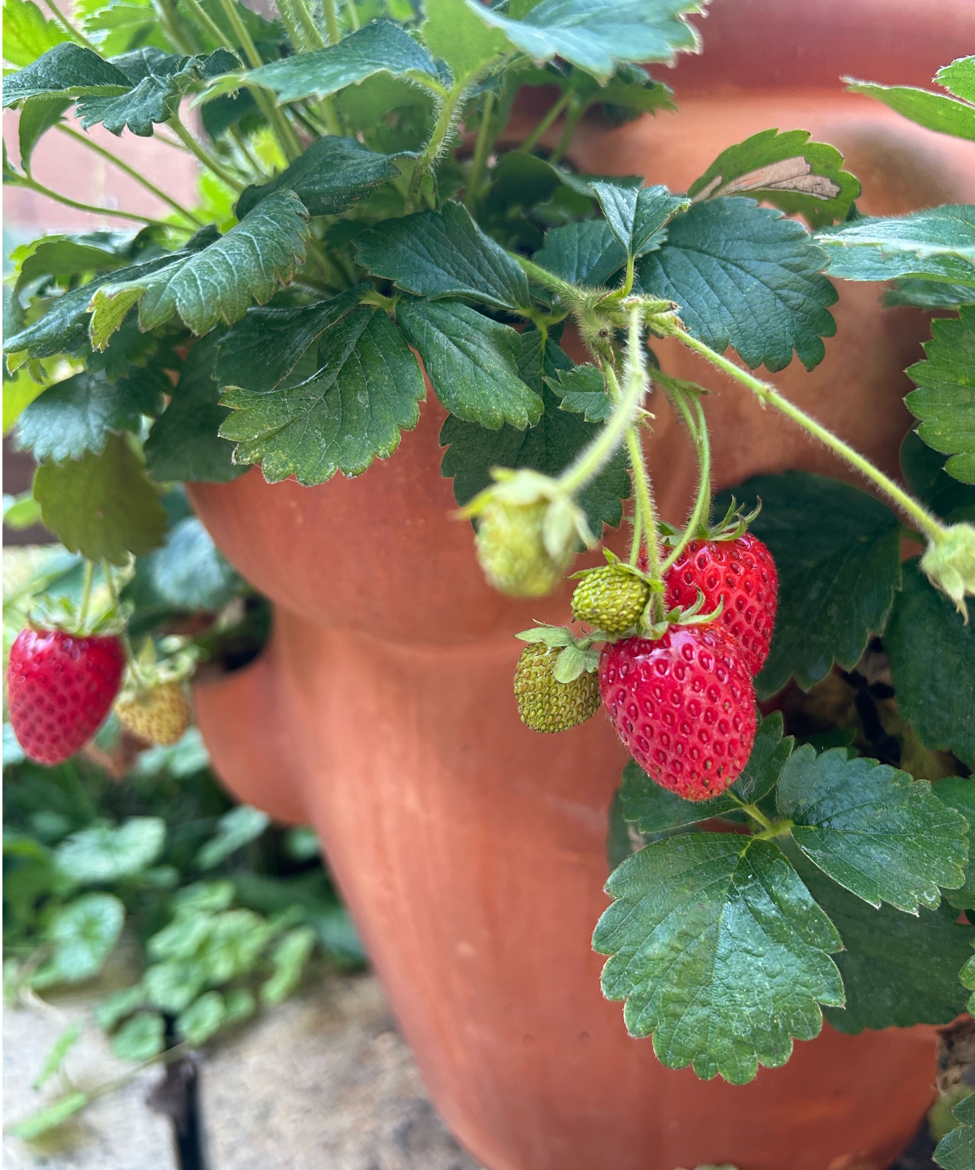 Strawberries on plant