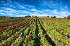 Mastroberardino wines