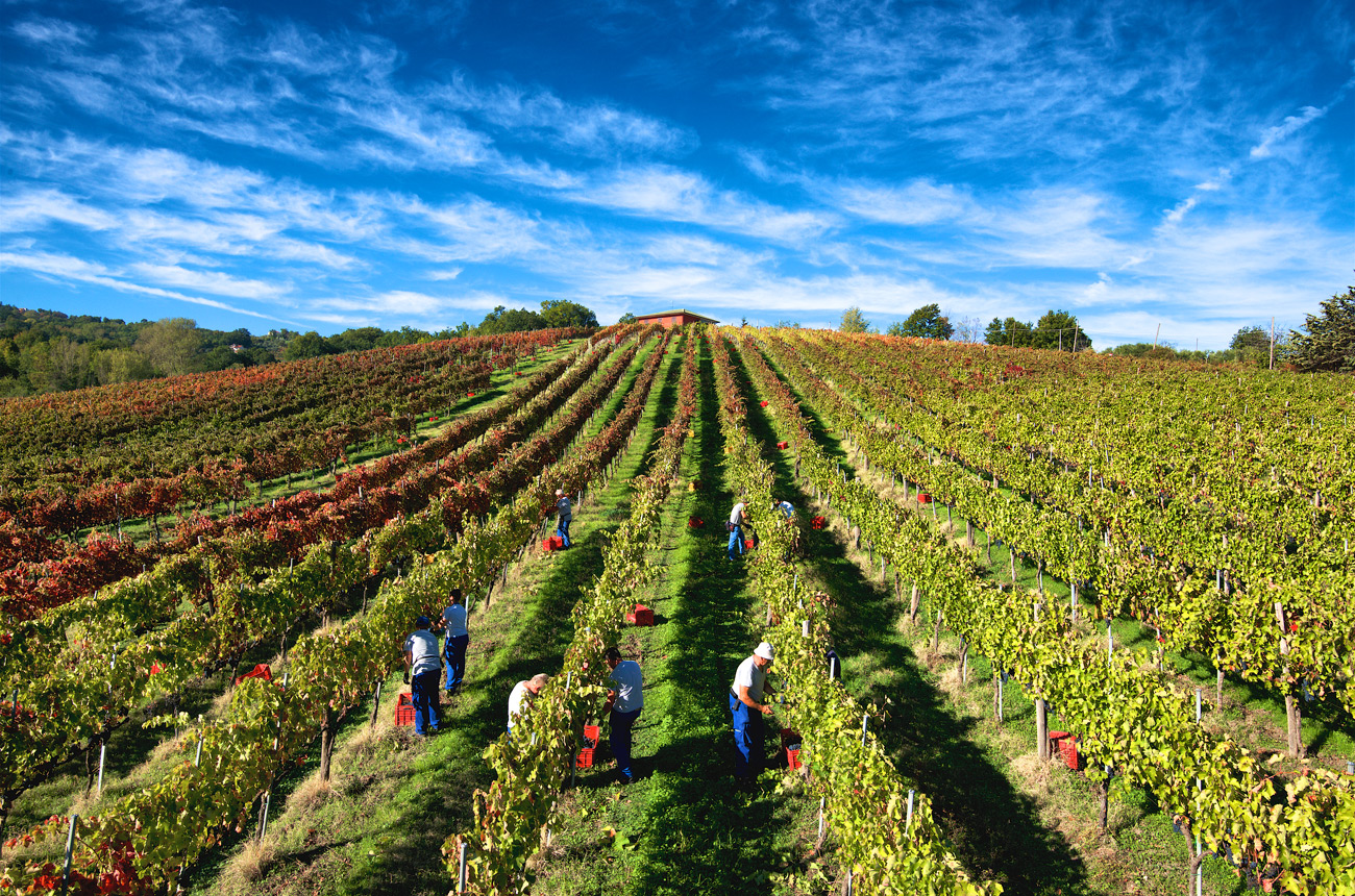 Mastroberardino wines