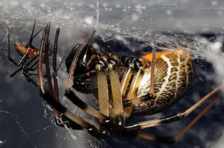 female and male orb-web spider