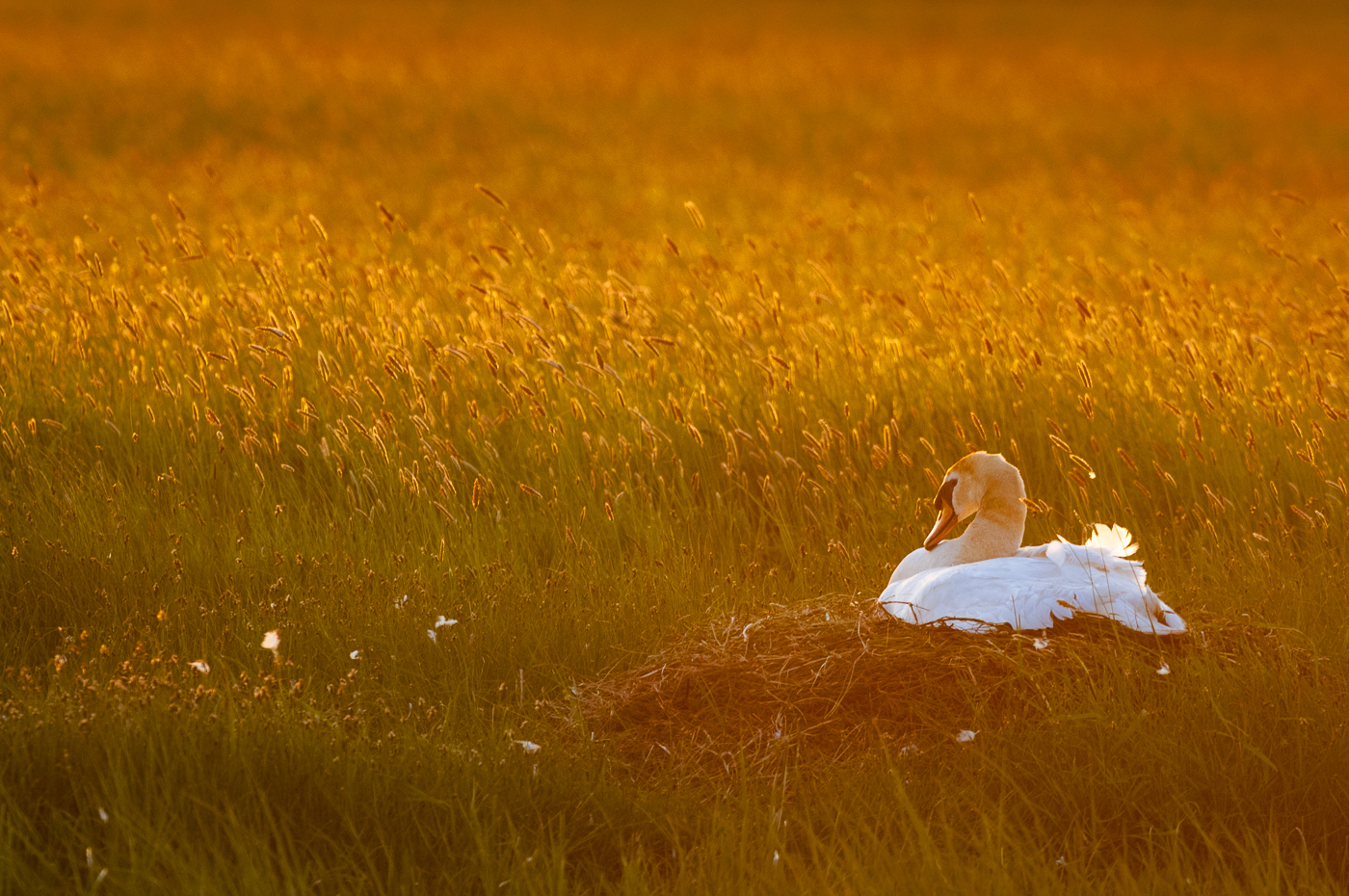 A mute swan resting on its nest in warm evening light, tucked into a bed of golden grass.