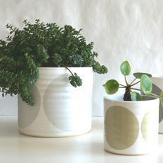 plant in printed white pots