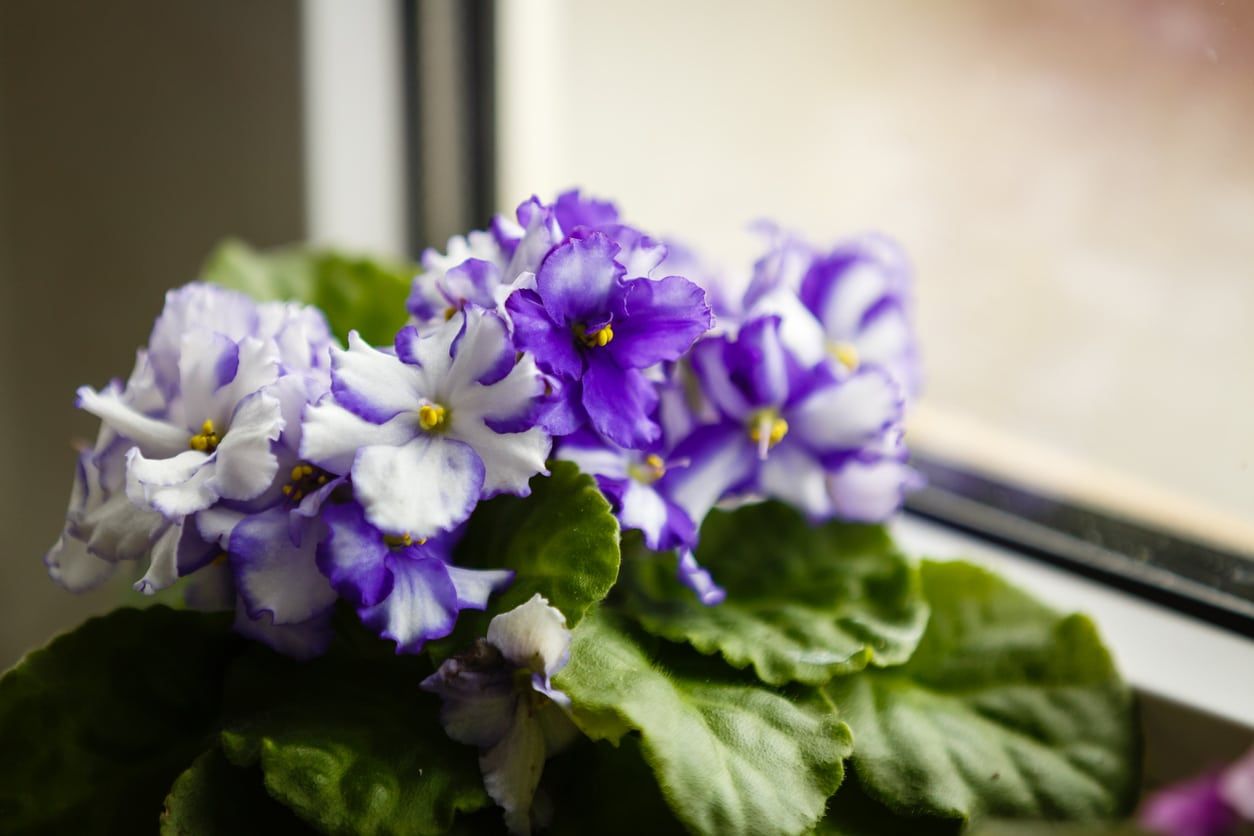 african violet