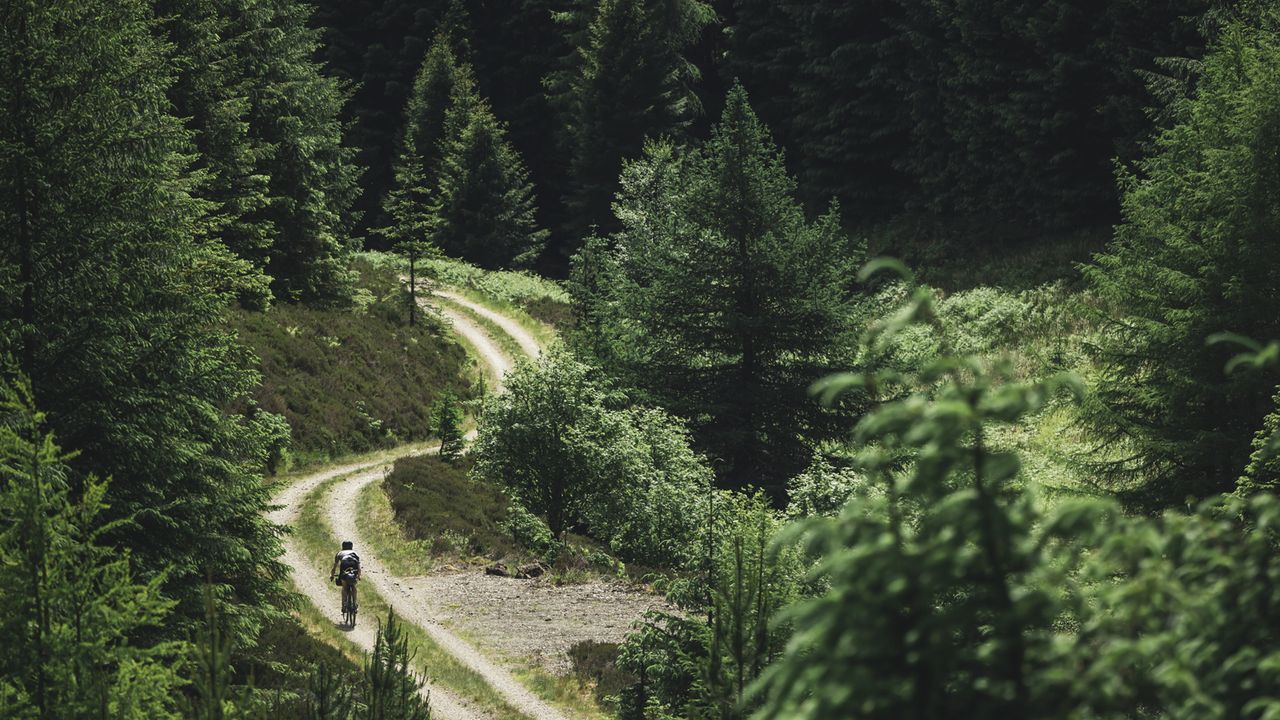 A cyclist rides through along a forest road amongst trees
