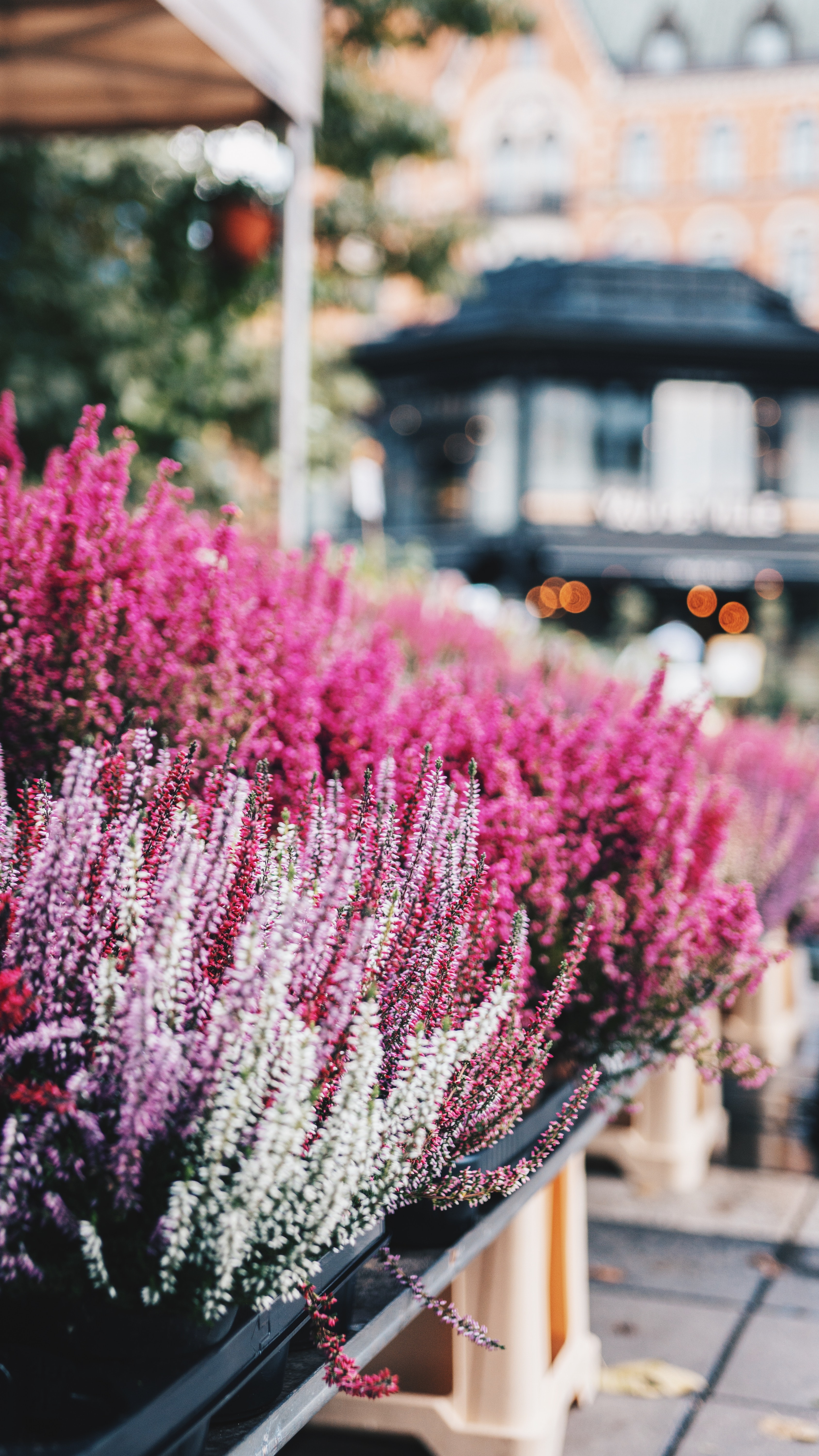 Heather in Stockholm, Sweden, by Linus Mimietz