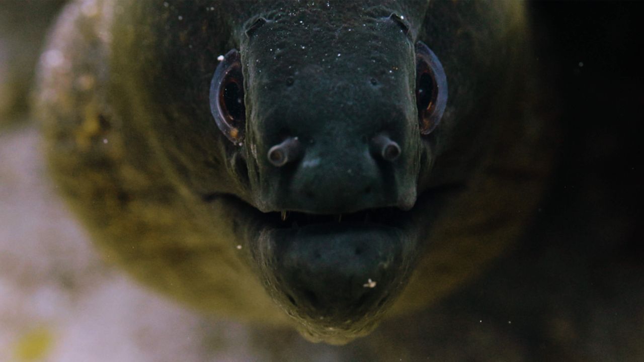 Eel.