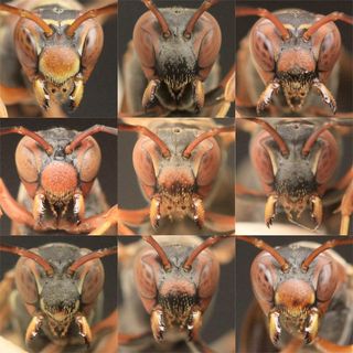 a series of paper wasp close-up shots of their faces