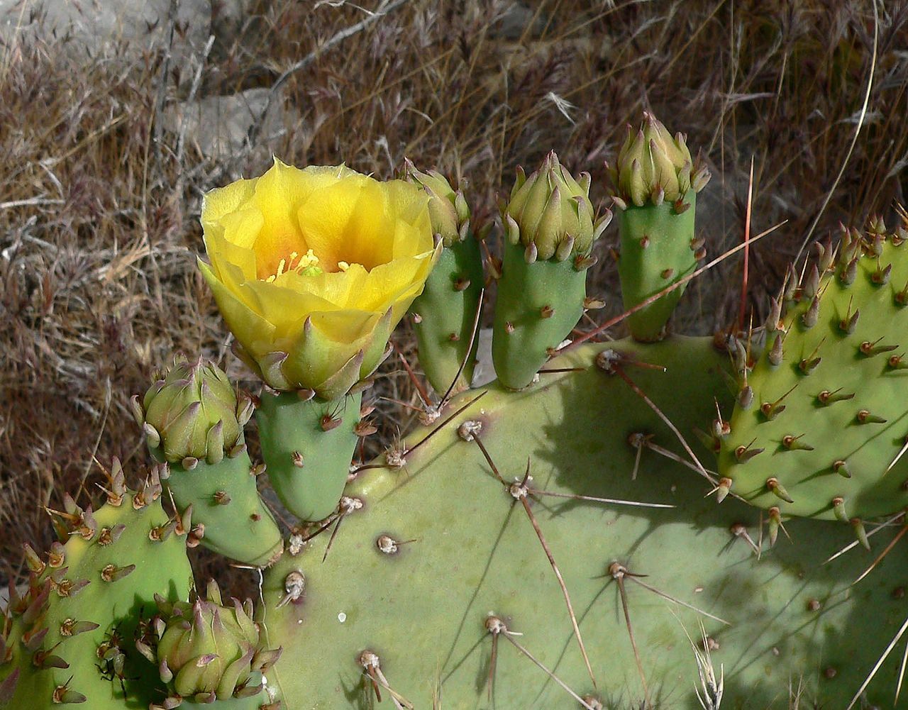 Opuntia engelmannii 3