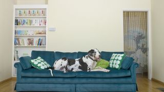 Great Dane lying on sofa