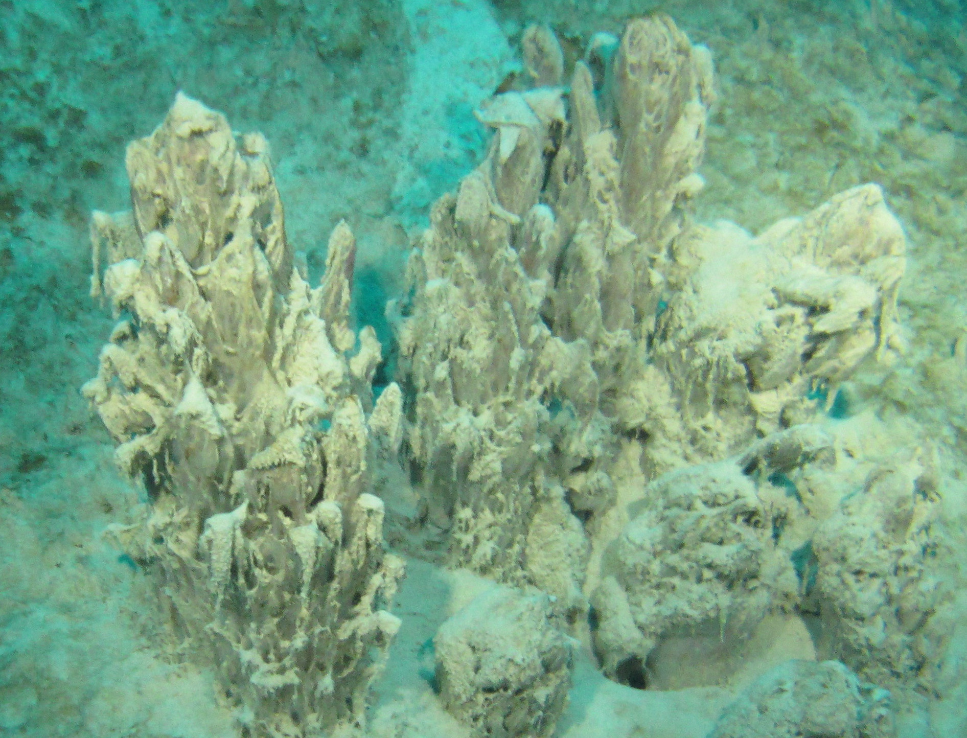 Stromatolite with Well-Developed Branches 