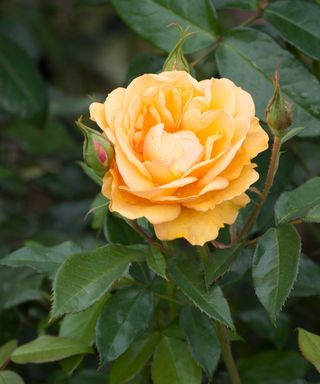 Golden Beauty rose