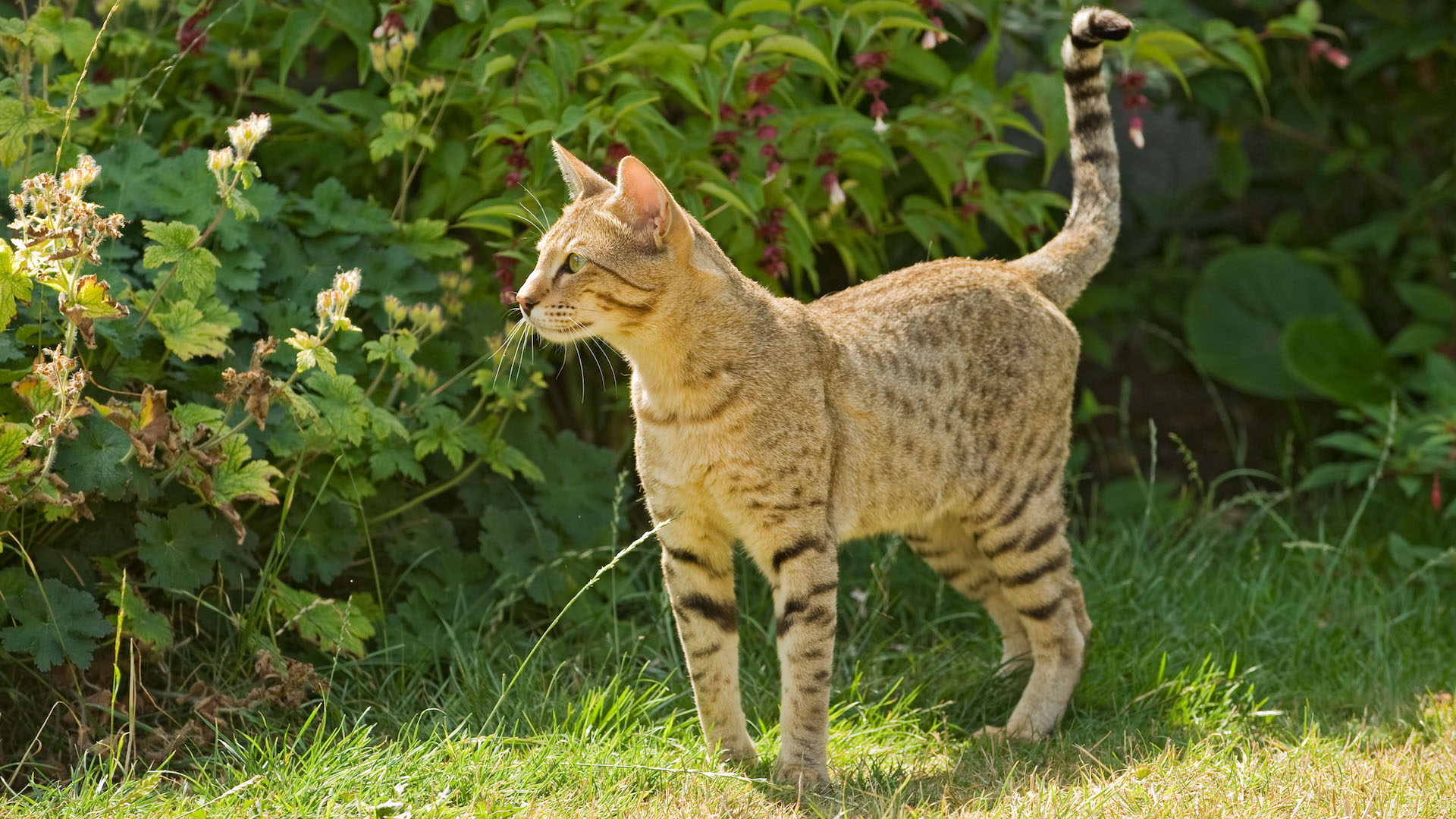 Serengeti cat in garden