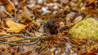 Star nosed mole