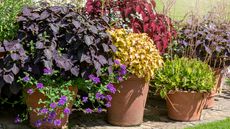 Heuchera plants in terracotta pots