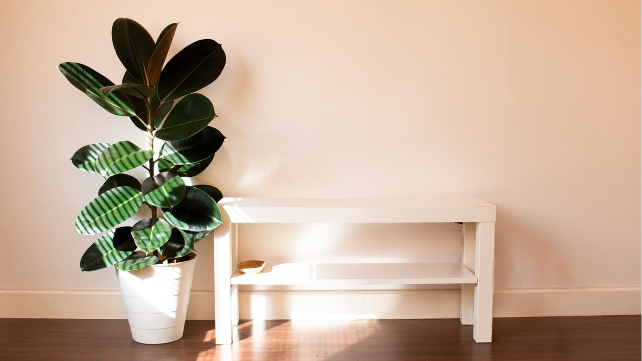 How to prune a rubber plant