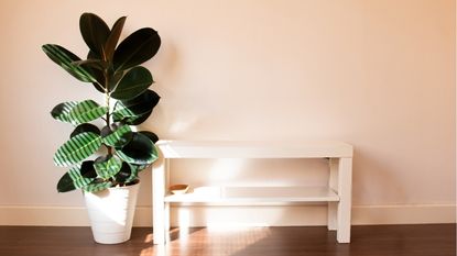 How to prune a rubber plant