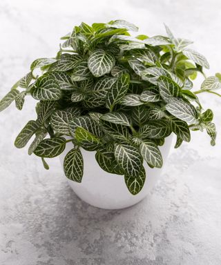 ittonia or Nerve plant in a white modern pot on a gray stone background