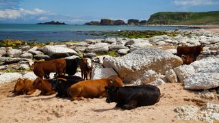 Cows at White Park Bay © Alamy Stock Photo