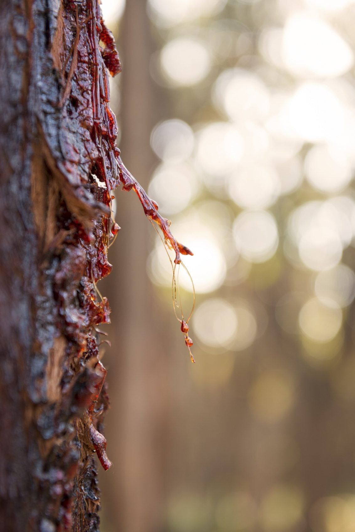 Weeping Eucalyptus Tree Leaking Sap