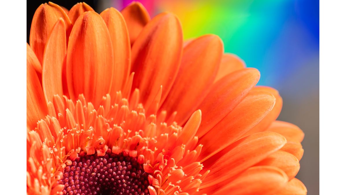 Get creative at home by taking fresh-looking macro photographs of flowers