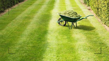 Lush green. lawn with mown stripes to support lawn care mistakes to avoid