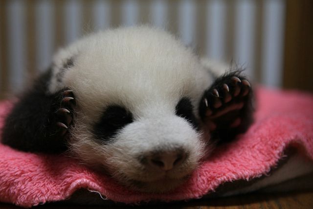 Oreo, the first born of the litter.