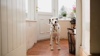 Dalmatian dog stood by porch door