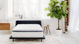 WinkBeds mattress sales and discounts: The WinkBed Mattress placed on a dark brown bed frame and sat next to a tall green plant in a white planter