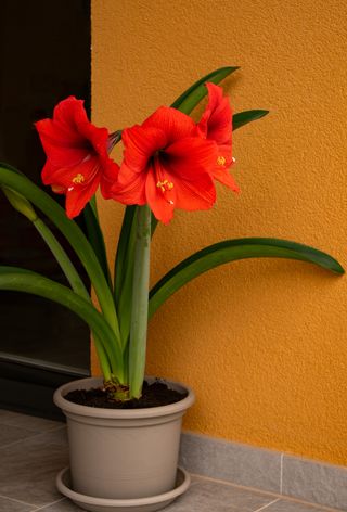 Red amaryllis flower in a pot against a yellow wall