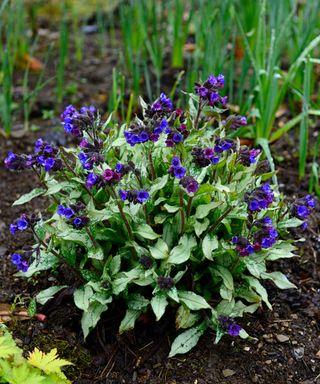 Blueish purple flowers of pulmonaria or lungwort perennial plant