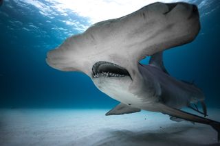 A hammerhead shark in a promo image for Discovery's Shark Week