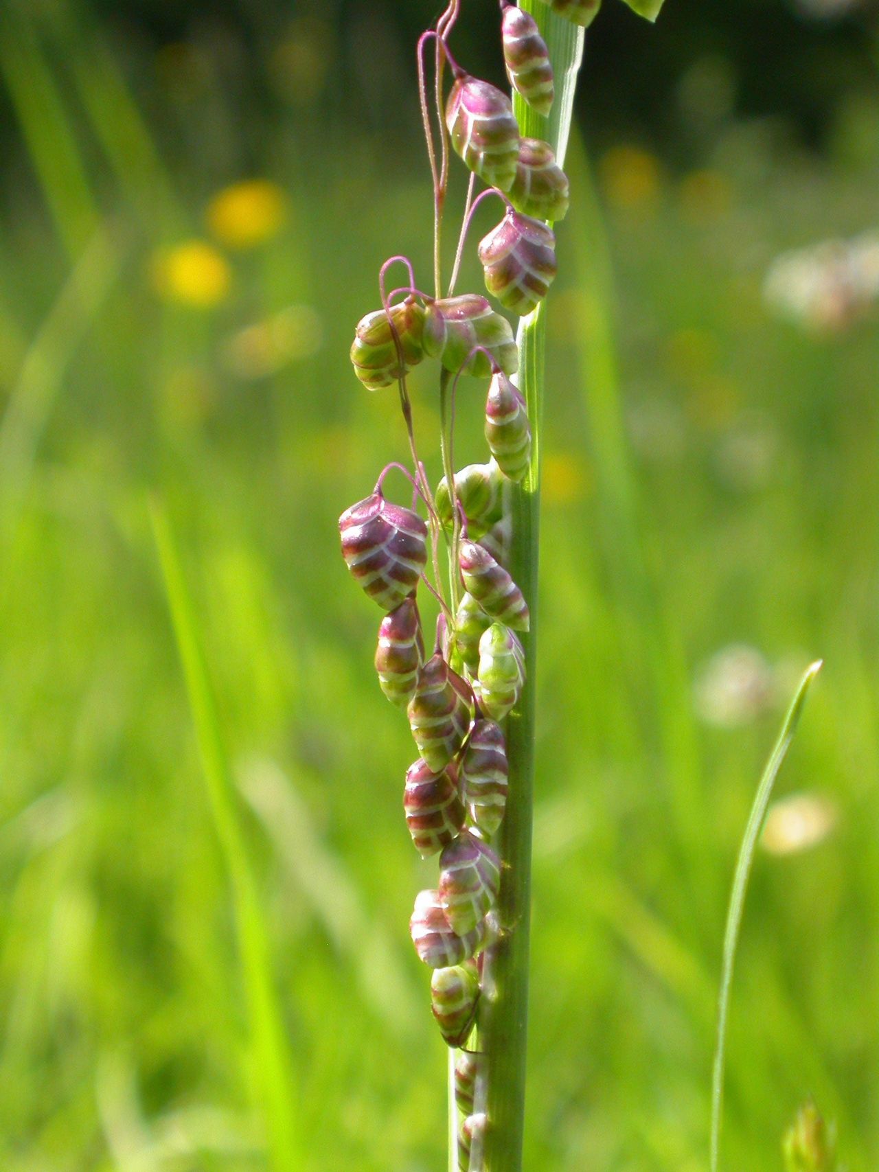 Ornamental Quaking Grass