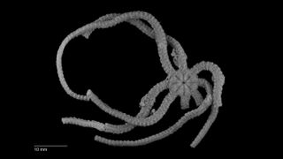 This newly discovered brittle star is covered with thorns and sharp teeth to shred prey.