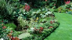 Red begonias and pink astilbe with gunnera in a border edging a small pond in a suburban garden