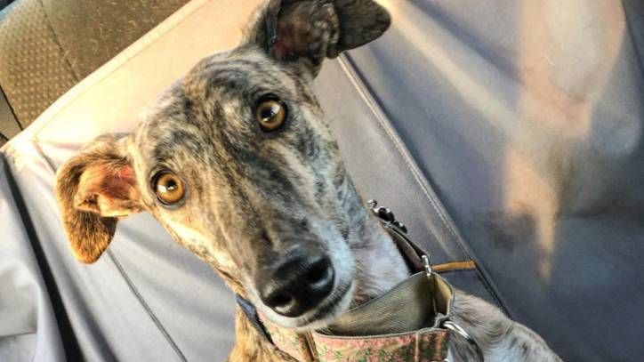 Greyhound gets her own running ground