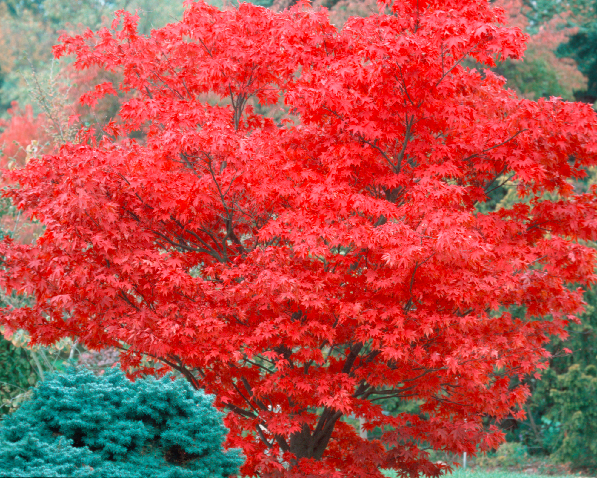 Osakazuki Japanese maple tree