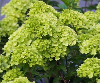 Little Lime hydrangea plants in full bloom