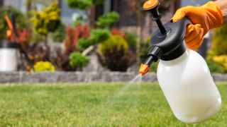 Spraying repellent on lawn