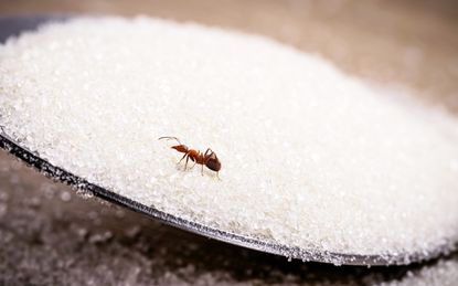 Ant sitting on a spoon full of sugar
