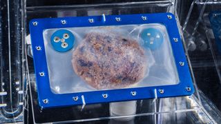 closeup of a chocolate chip cookie inside a clear plastic case closed with rivets