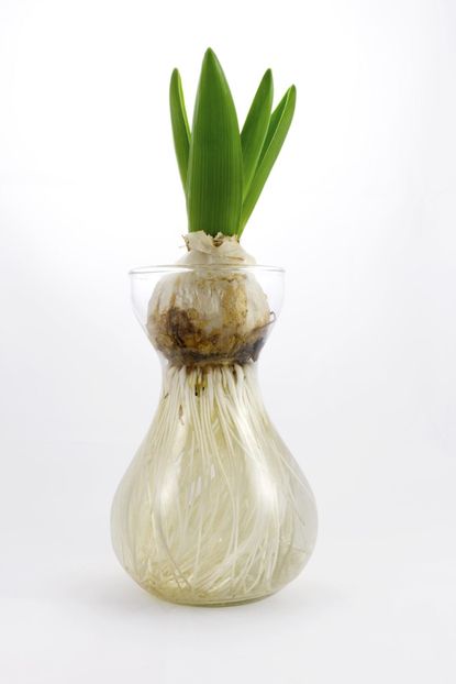 Tulip Bulb Growing In Water