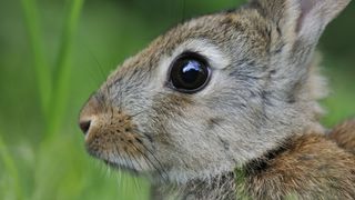 Rabbit's side profile showing its eye