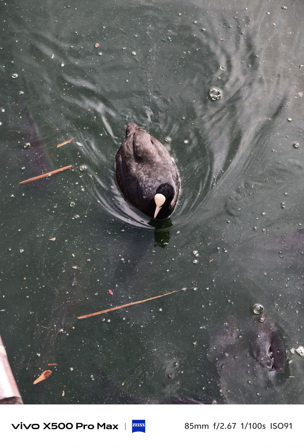 Black coot swimming through dark green water with ripples and submerged fish visible around it.