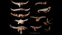 11 skull fragments of horned and antlered large mammals against a black background