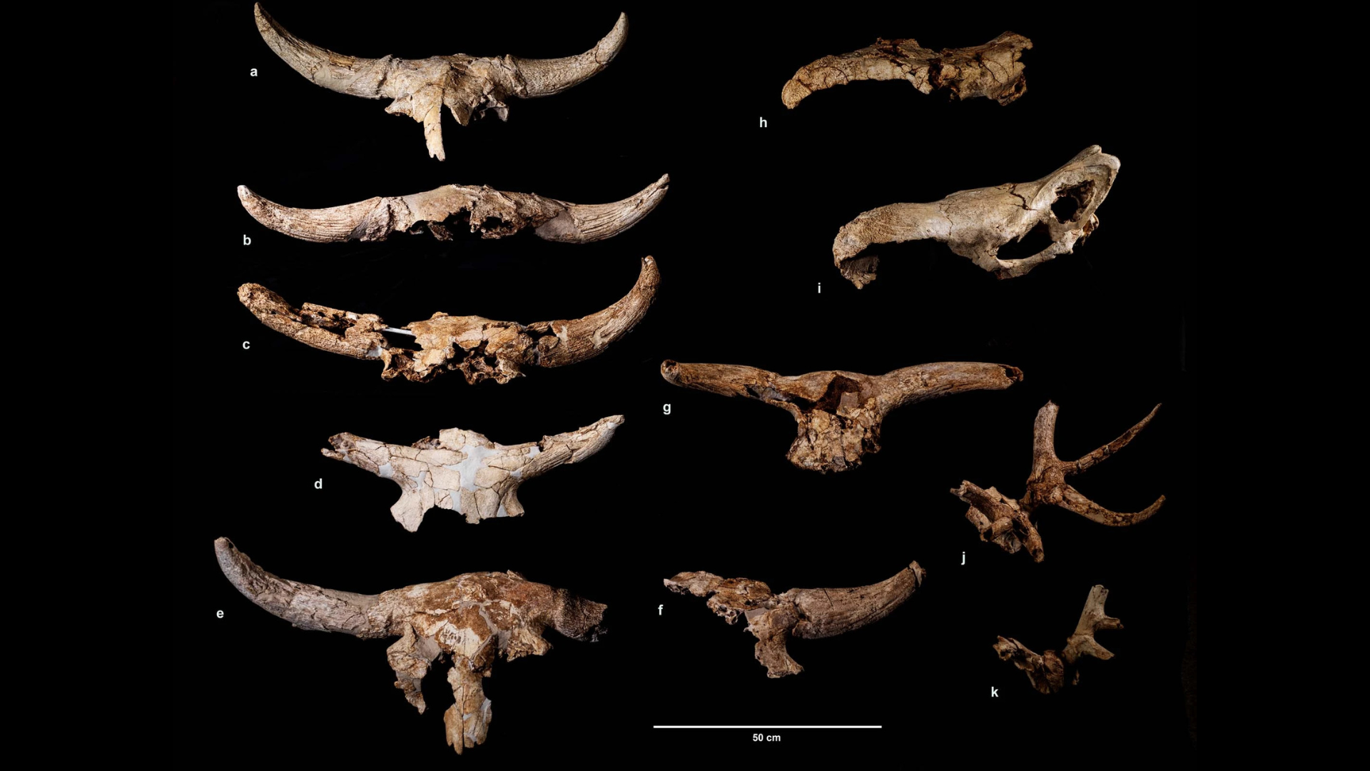 11 skull fragments of horned and antlered large mammals against a black background