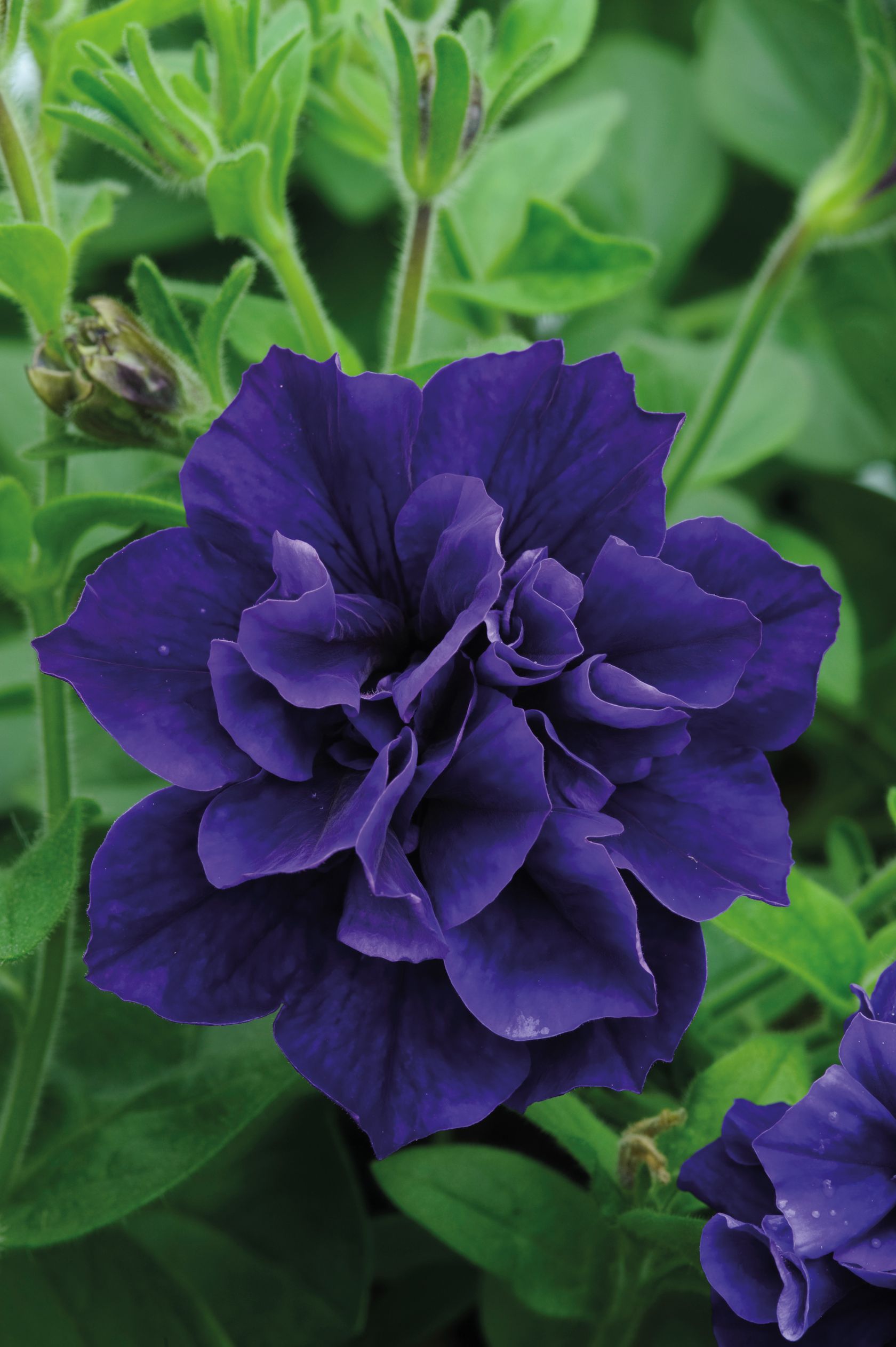 How to grow petunias add easy summer color to your garden